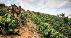 Myanmar plans to complete 200000 acres of coffee acres