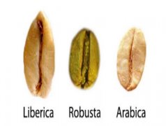 Description of Distribution and Flavor of Coffee Bean producing areas in Puerto Rico planting History