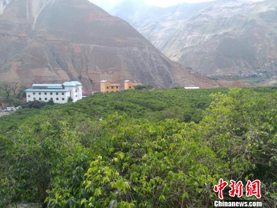 Experts and scholars from five countries in Yunnan Binchuan discuss the new development of century-old coffee