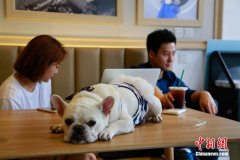 Hangzhou has a pet coffee shop dedicated to pets