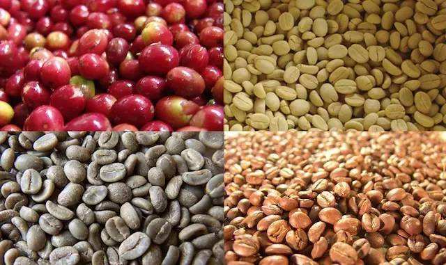 Coffee plantations in Angola, screening conditions for coffee beans in Angola