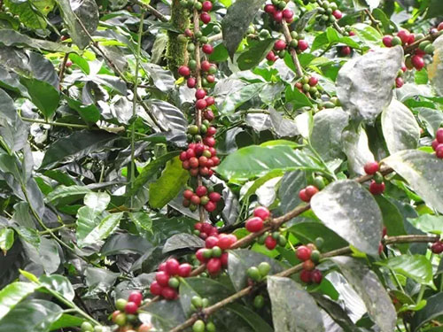 Introduction to the description of planting Flavor in Ecuador Coffee producing area