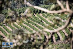 A century-old coffee inheritance of a Brazilian family