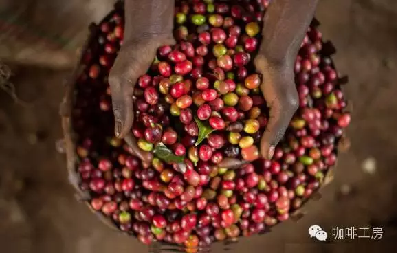 Introduction of fine coffee producing areas in Africa-- painstaking finishing