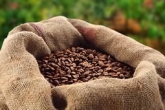 The export of Honduran coffee reached 1.145 billion US dollars this year.