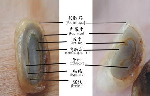 Introduction of coffee bean structure, coffee bean knowledge