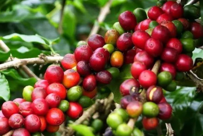 Treatment methods of coffee, bean, yellow honey, red honey and black honey