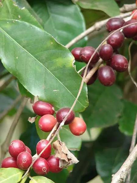 Have you thought about how climate change will affect coffee farming?