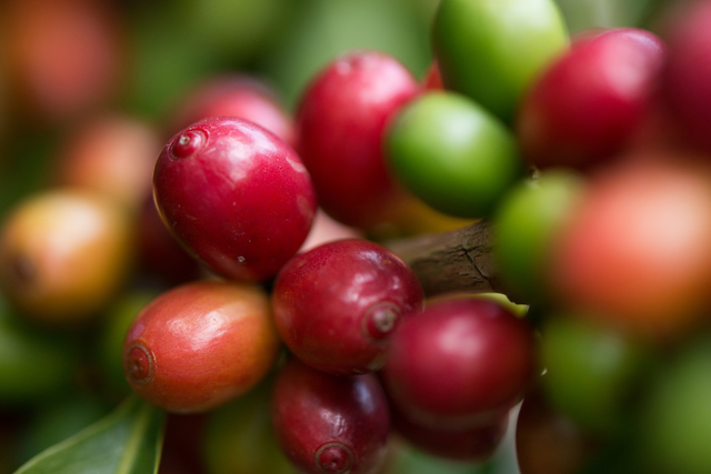 The main export share of Jamaican coffee