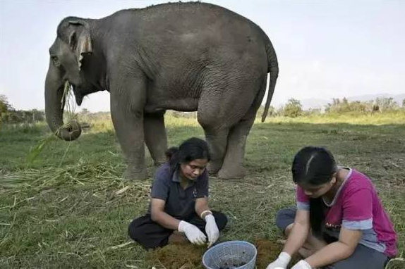 The greed behind Kopi Luwak Elephant dung Coffee