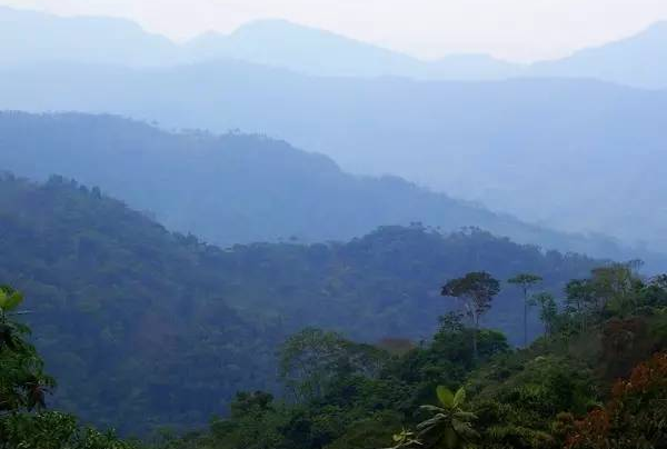 Description of taste and flavor of coffee beans for solitary travelers in Dark Arts, Bolivia