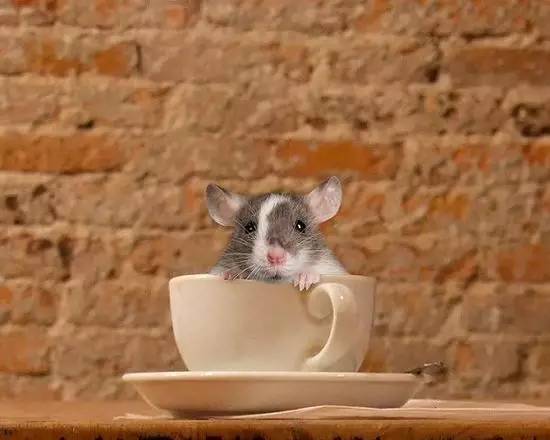 How can so many people patronize a cafe full of rats?