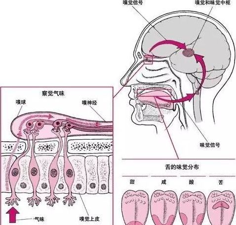 What are the senses and coffee flavor?