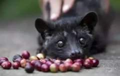 Exploring Asian Coffee producing areas-- Indonesia Indonesia Mantenin and civet Coffee