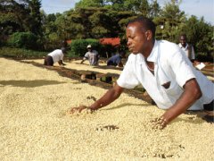 Savor the regional │ coffee from here-Ethiopia