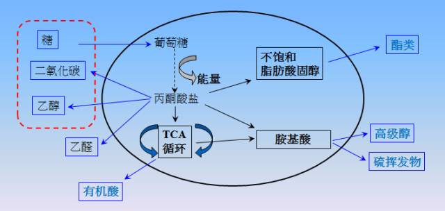 6酵母代谢循环简易示意图.jpg