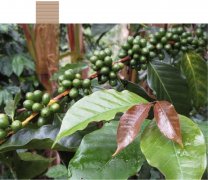 A variety [Typica] Tibica evolved from Arabica