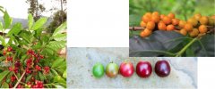 The variety [Caturra] Katura and its variety evolved from Arabica species