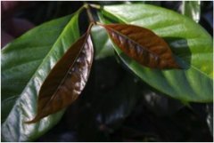 A variety evolved from Arabica species & #61548; [Java] Java