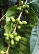 Varieties evolved from Typica [Maragogype] Maragogipe