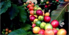 A hybrid of Arabica and Robusta.[Timer] Timo