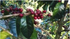 A hybrid between Arabica and Robusta [Catimor] Katimo and its branches