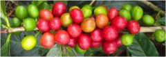 A hybrid between Arabica and Robusta & #61548; [Colombia] Columby