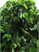 Interspecific hybrid variety | A variety derived from the cross between Alabi Karabusta and wild species