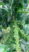 A variety [Pacamara] Pacamara derived from Arabica species