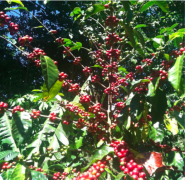 A variety [Geisha] evolved from Arabica species