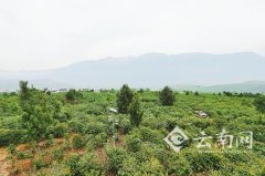 Lujiangba at the foot of Gaoligong Mountain-Paradise of Baoshan small Coffee