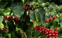 Rare Coffee in the World: the Origin Story of Rosa Coffee (geisha) and the Division of Red, Green and Blue