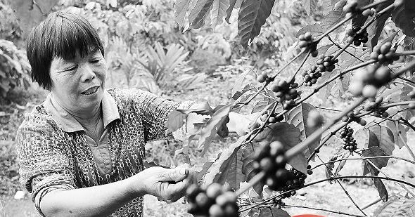 Coffee cold knowledge: Hainan coffee annual output of less than 200 tons, sales reached 6000 tons