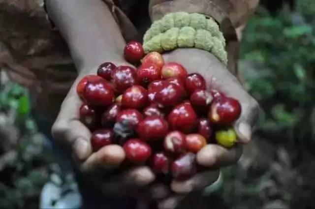 Coffee farmers carry coffee now and in the future!