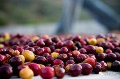 Rwanda Coffee Review Log: export difficulties