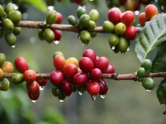 Tasting the flavor of coffee begins with eating fruit for semester.