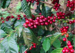 Coffee World Map--Panamanian coffee's rise, growing environment and flavor varieties