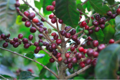 Coffee World Map-- Kenya Coffee famous Coffee auction and COE