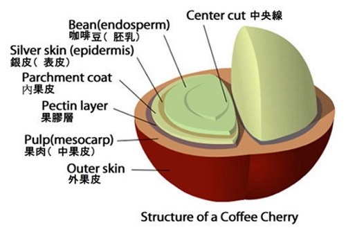 The sun? Washing? Honey treatment? What exactly are you talking about when you are talking about the handling of coffee beans?