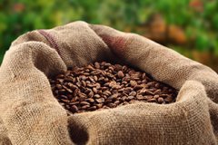 Agencies affected by insufficient rainfall and insect pests downgrade coffee production forecasts in Brazil