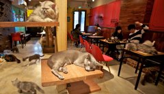 Is the cat coffee environment really suitable for cat people?