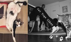 It's not just the cat cafe! Now there is a cat yoga classroom for cats to bring double healing.