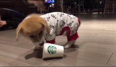 Netizens snapped up Corky Coffee without getting tired of playing Starbucks Cup.