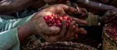 Plum fruit aroma description of Ethiopian single Sidamo washing flavor and aroma