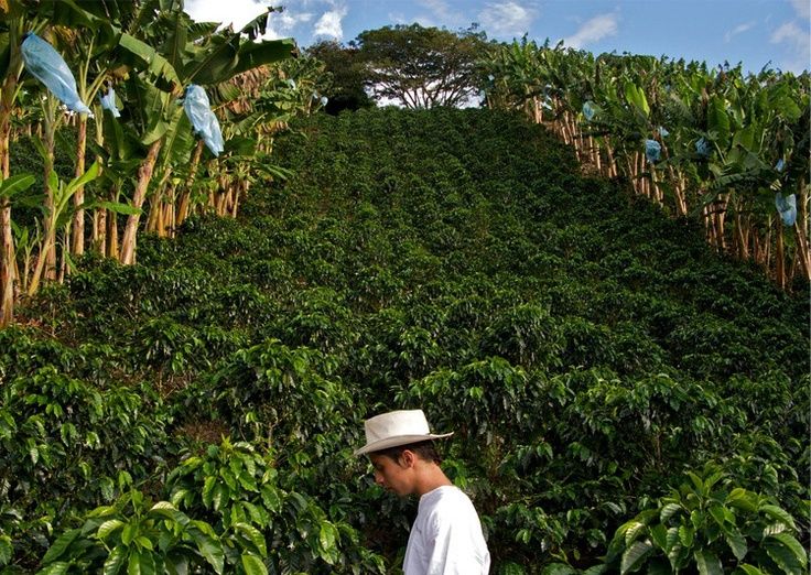 World-renowned boutique coffee farm Raminita farm Sigri farm Duran farm high-quality coffee