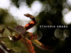 Description of flavor, taste and aroma of 91.5 points in Ethiopia washing 