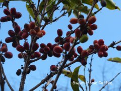 Brazil-taffy sweet coffee bean flavor of Cukebier Manor in Baxia region