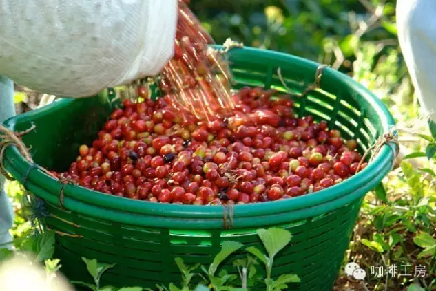 A honey-treated coffee from El Higueron Manor in Costa Rica won the eighth place in Costa Rica's COE.