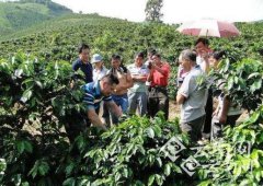 The inaugural meeting of the Asian Coffee Association will be held in Mangshi, Yunnan Province.