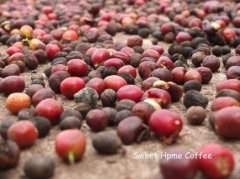 Description of coffee flavor and taste in the cooperative of Burundi-Butan Ministry